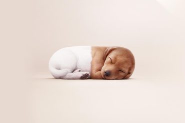 بیمه حیوانات خانگی در تبلیغات