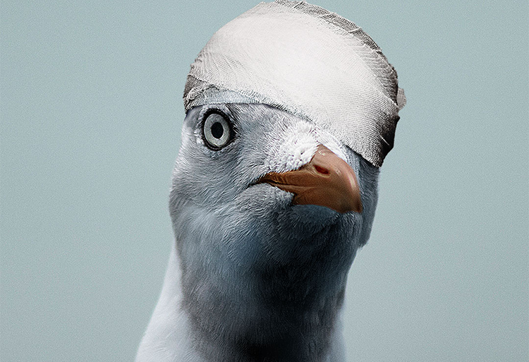 کمپین تبلیغاتی پنجره های شفاف مربوط به شرکت خدماتی نظافت پنجره