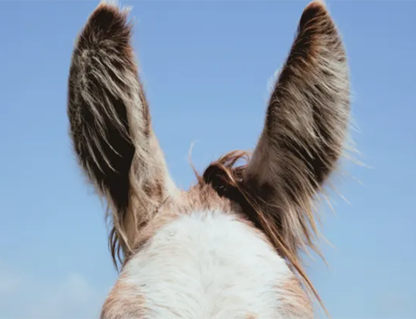 برندینگ سیاسی