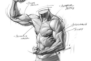 طراحی آناتومی