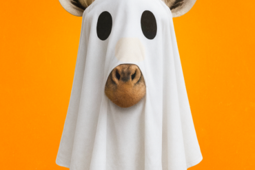 کمپین هالووین STILL